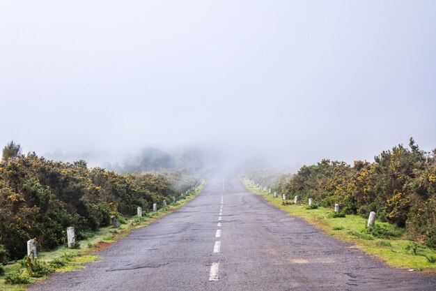 Strada nel paesaggio nebbioso della nebbia, isola della Madera, Portogallo