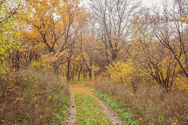 Strada nel parco autunnale con foglie dorate