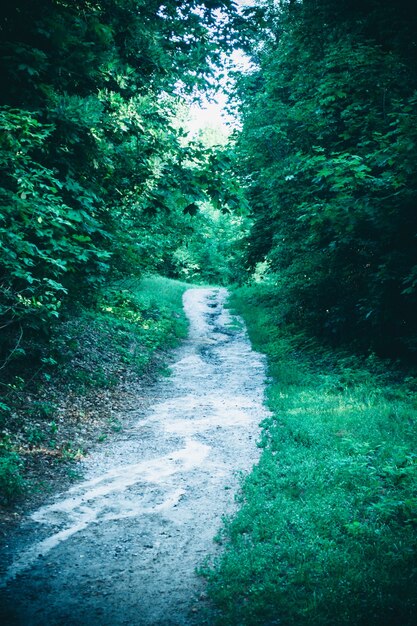 Strada nel parco forestale in primavera