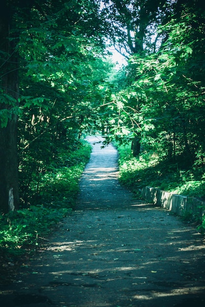 Strada nel parco forestale in primavera