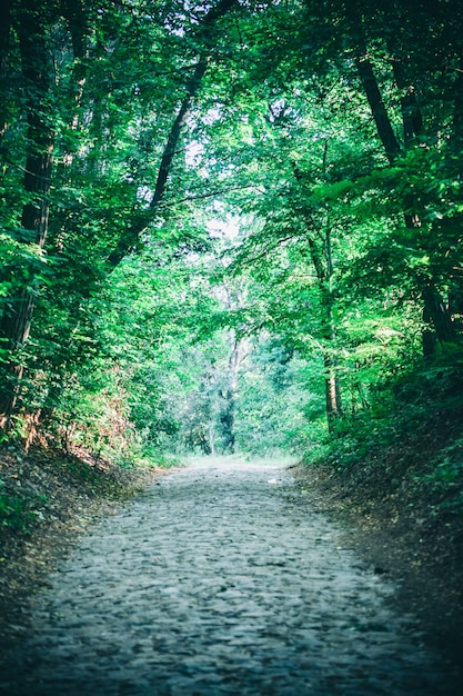 Strada nel parco forestale in primavera