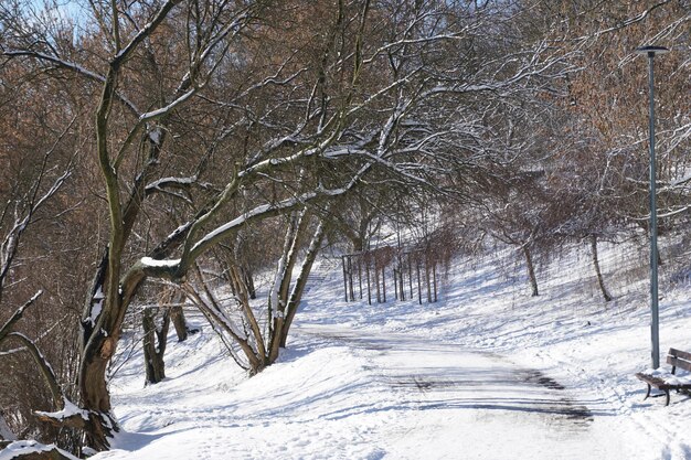 Strada nel parco in inverno