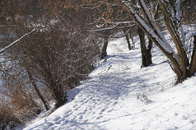 Strada nel parco in inverno