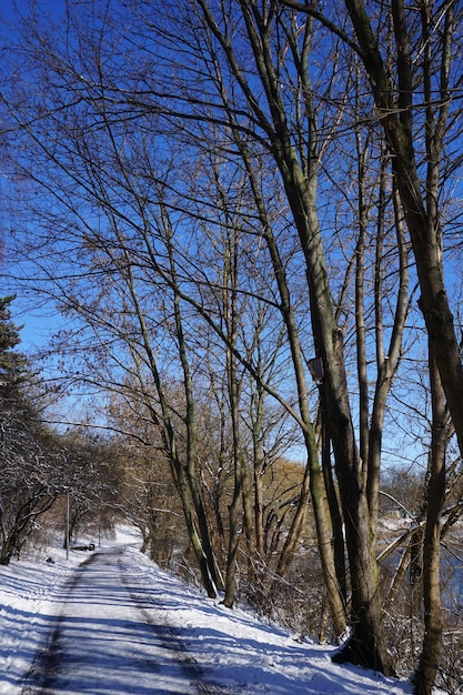 Strada nel parco in inverno