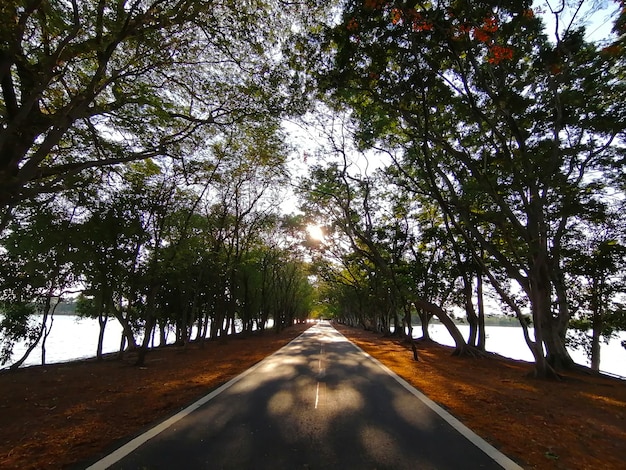 Strada nel parco