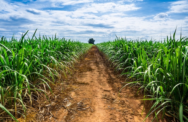 Strada nell&#39;azienda agricola della canna da zucchero con cielo blu