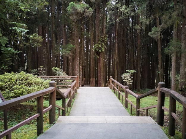 Strada nella foresta. - Area ricreativa della foresta nazionale di Alishan nella contea di Chiayi, comune di Alishan, Taiwan