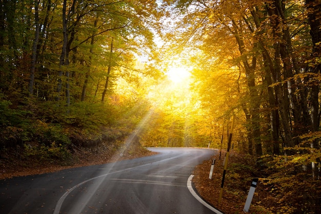 Strada nella foresta autunnale con alberi colorati e piante paesaggio stagionale