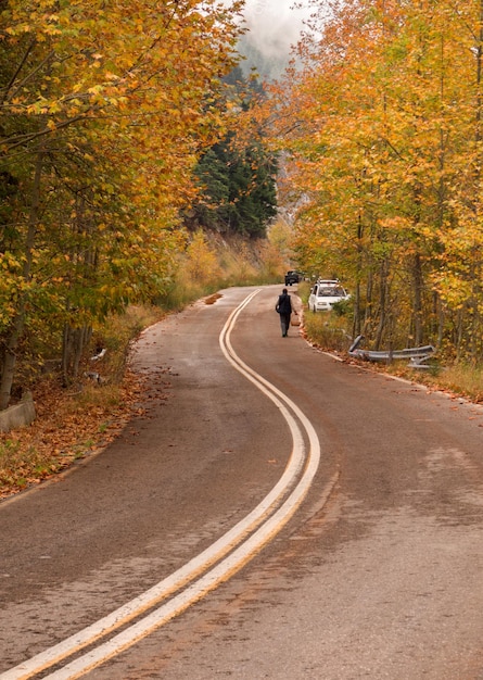 Strada nella foresta autunnale con alberi con fogliame giallo e nuvole sull'isola di Evia Grecia