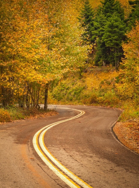 Strada nella foresta autunnale con alberi con fogliame giallo e nuvole sull'isola di Evia Grecia