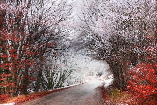 Strada nella foresta autunnale dopo la nevicata Alberi con foglie gialle e neve