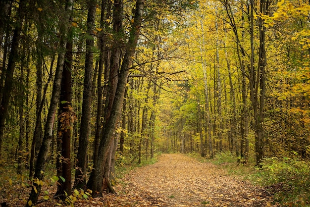 Strada nella foresta autunnale ricoperta di foglie gialle cadute