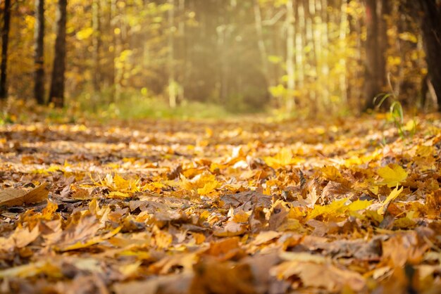 Strada nella foresta autunnale ricoperta di foglie gialle cadute