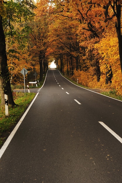 Strada nella foresta, autunno