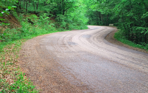 Strada nella foresta. Bel paesaggio