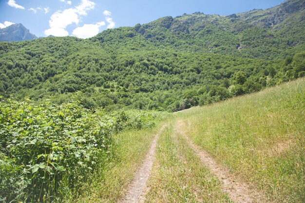 Strada nella foresta. Bella vista