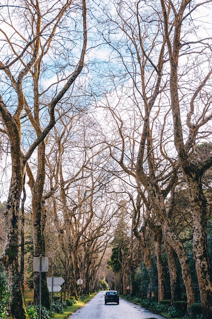 Strada nella foresta con alberi decidui spogli che fioriscono fiori di campo e cieli blu all'inizio della primavera