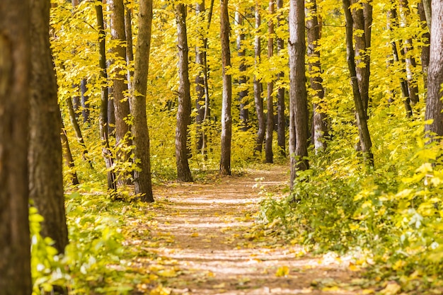 Strada nella foresta d'autunno