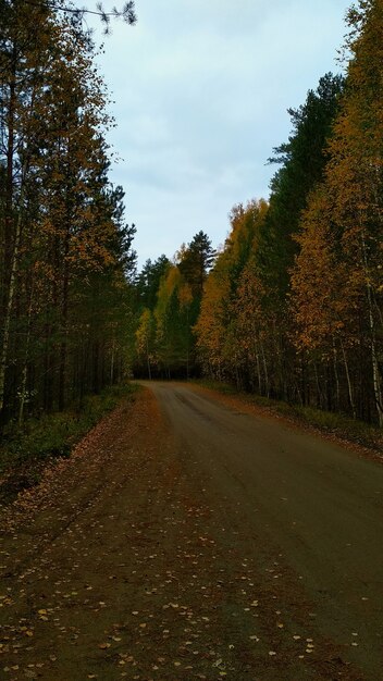 strada nella foresta d'autunno