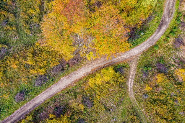 strada nella foresta d'autunno