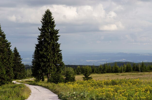 Strada nella foresta di abeti