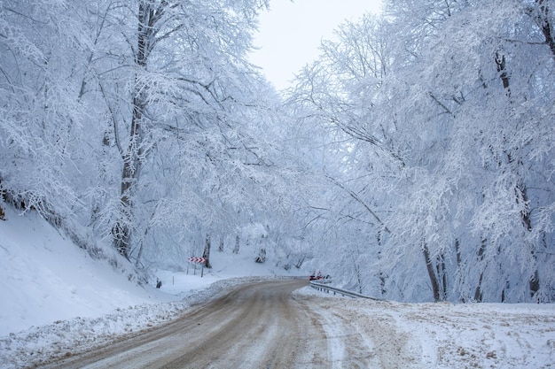 Strada nella foresta di Sabaduri con neve coperta. Orario invernale. Paesaggio. Georgia