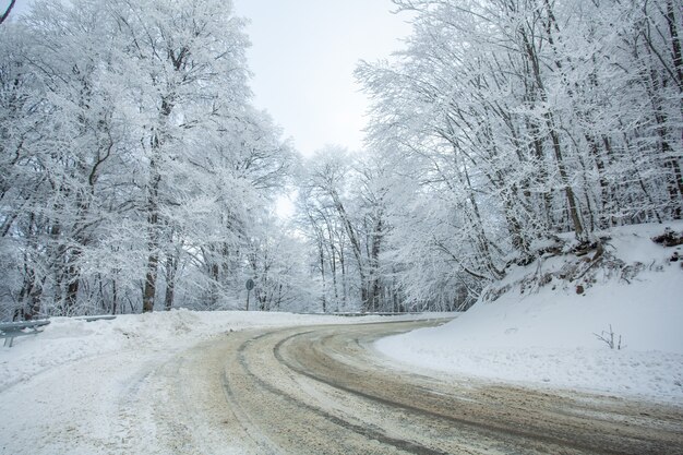 Strada nella foresta di Sabaduri con neve coperta. Orario invernale. Paesaggio