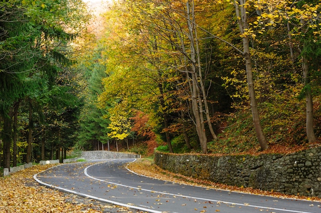 Strada nella foresta di Transfagarasan