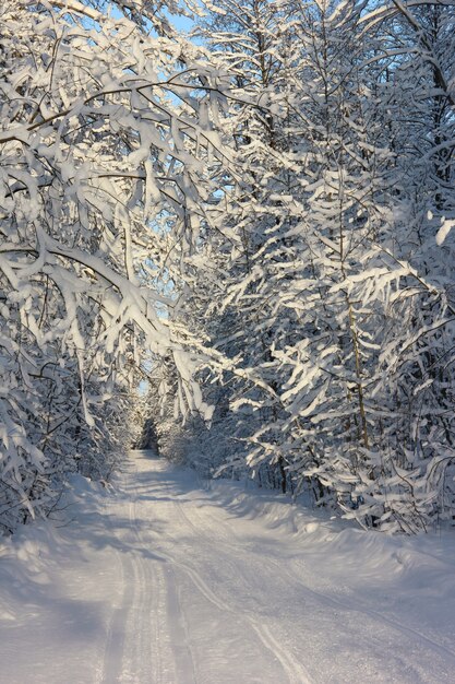 Strada nella foresta invernale sotto la neve