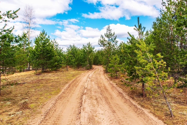 Strada nella foresta Paesaggio forestale con alberi di pino e nuvole