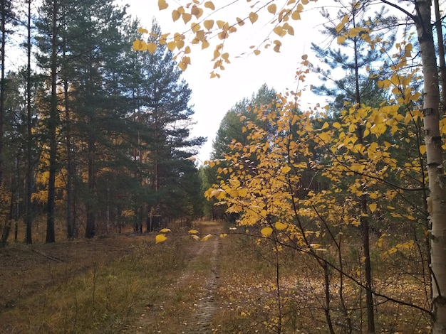 strada nella foresta tra alberi betulle foglie gialle pini