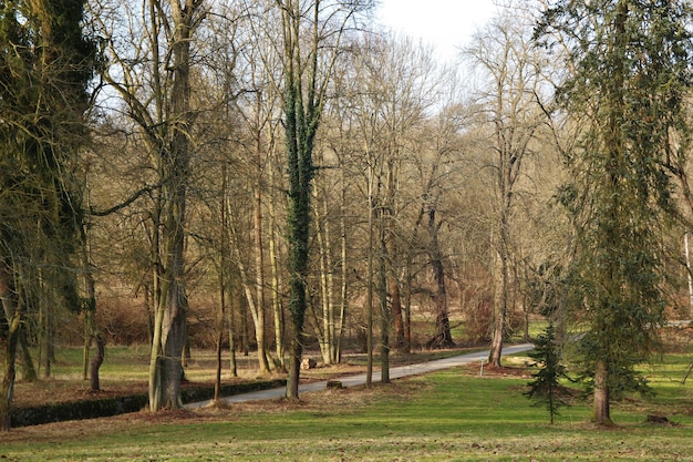 Strada nella foresta