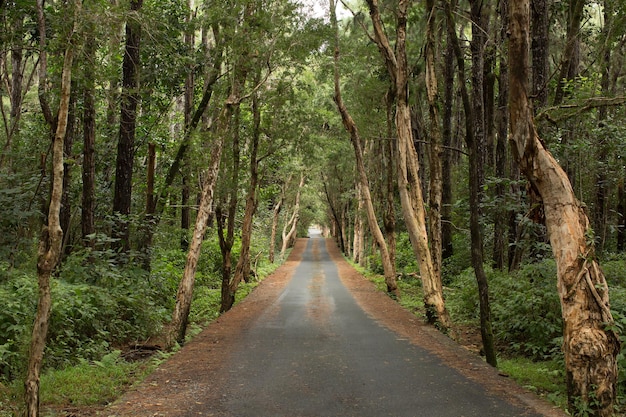 Strada nella foresta