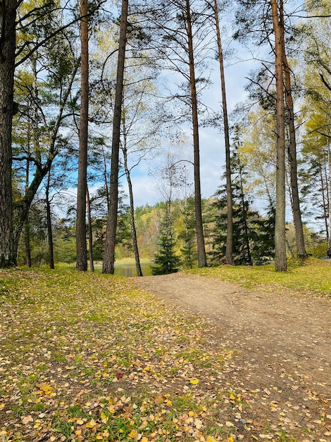 Strada nella pineta autunnale