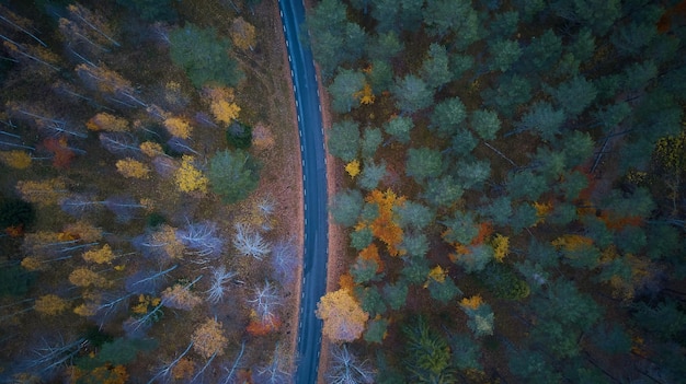 Strada nella vista aerea colorata della foresta di autunno