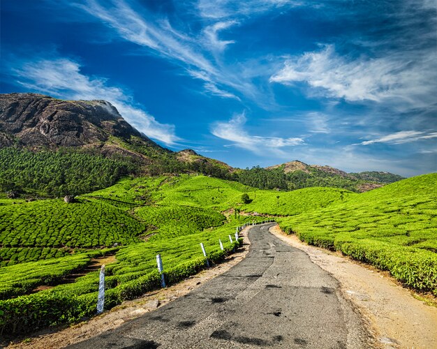 Strada nelle piantagioni di tè, India