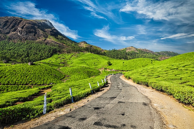 Strada nelle piantagioni di tè, India