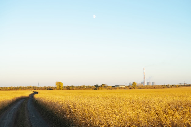 Strada non asfaltata attraverso il campo del grano dell'oro al sole sotto chiaro cielo blu