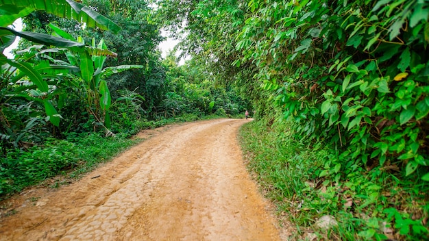 strada non asfaltata con molti alberi