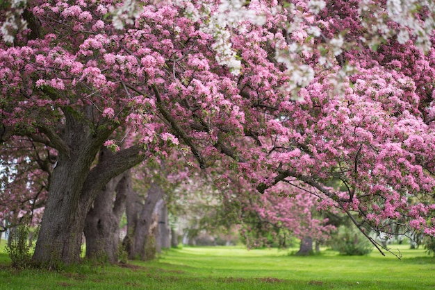 Strada pedonale d'autunno Paesaggio degli alberi Sakura