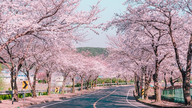 Strada pedonale d'autunno Paesaggio degli alberi Sakura