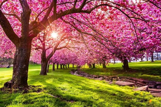 Strada pedonale d'autunno Paesaggio degli alberi Sakura