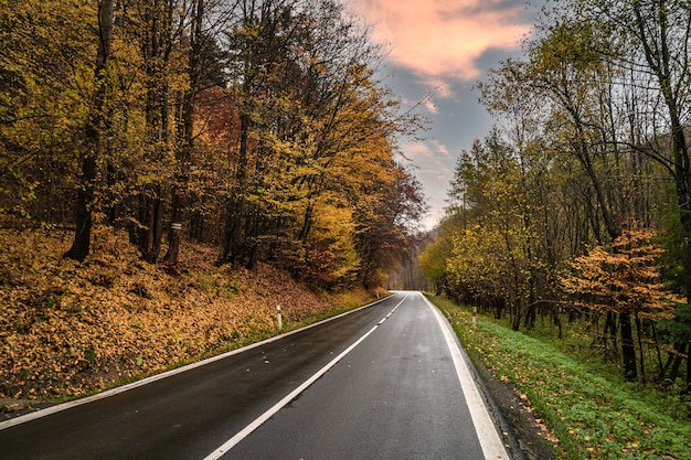 Strada per auto nella foresta d'autunno.