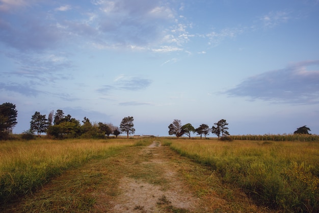 Strada per campi e alberi