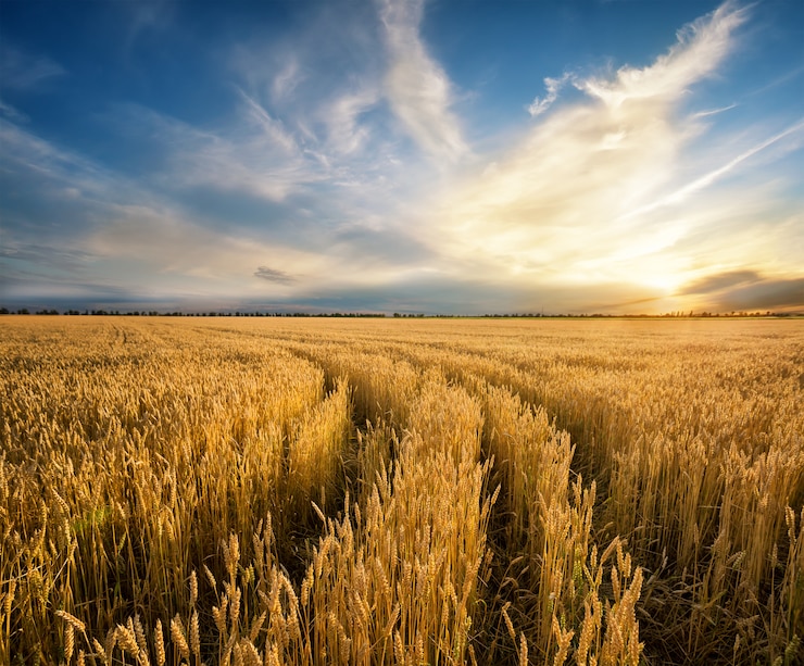 Foto strada per il campo con spighe di grano giallo maturazione