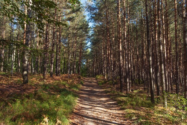 Strada per la foresta di pini nella giornata di sole autunnale