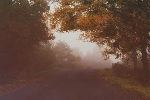 Strada per la nebbia