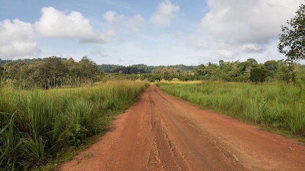 Strada rurale attraverso campi verdi e alberi in Thailandia