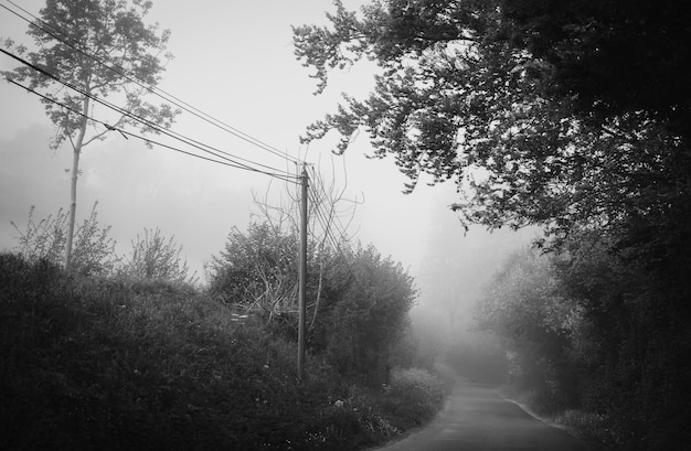 Strada rurale con nebbia in primavera