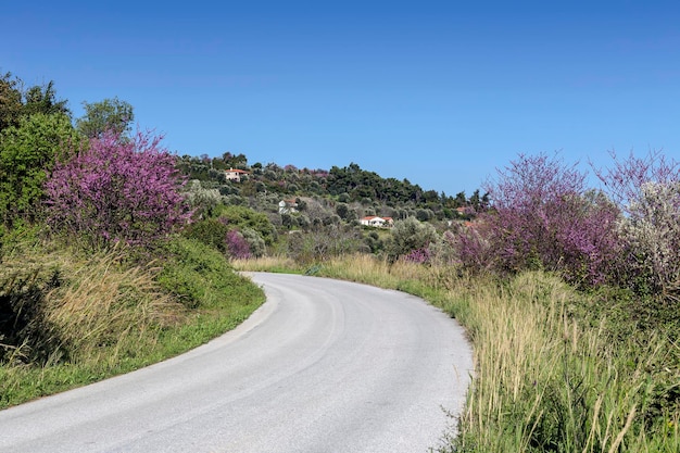 Strada rurale e alberi in fiore lungo di essa in una giornata di primavera Eubea isola Grecia